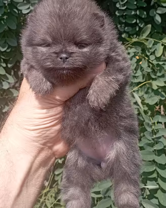 Cucciola di Spitz di Pomerania con pedigree ENCI