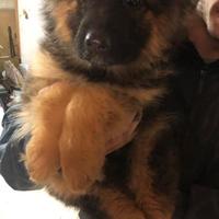 Cuccioli Pastore Tedesco