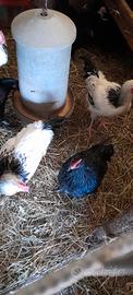 Australorp e sussex