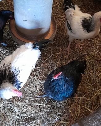 Australorp e sussex