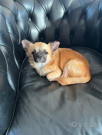Chihuahua toy pelo lungo
