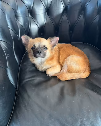 Chihuahua toy pelo lungo