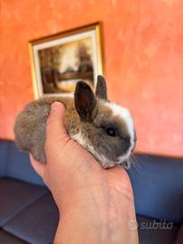 Cuccioli conigli nani