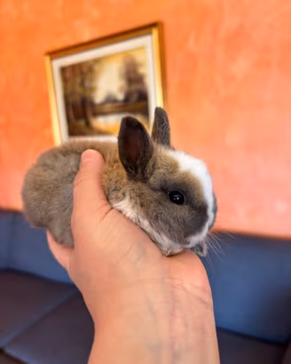 Cuccioli conigli nani