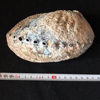 Grande conchiglia Abalone