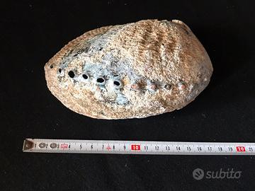 Grande conchiglia Abalone