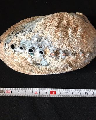 Grande conchiglia Abalone