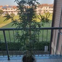 Pianta finta
