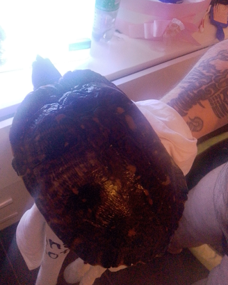 Tartaruga d acqua compresa di acquario