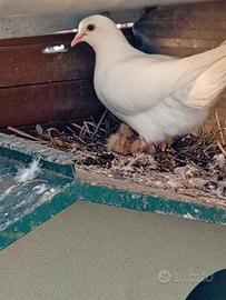 Piccioni viaggiatore