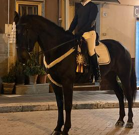 Cavalla SanFratellana