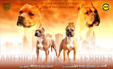 Pitbull Terrier ukc