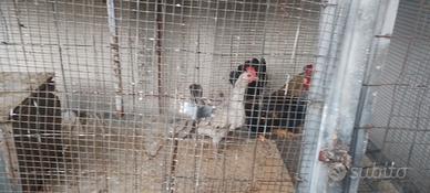 Copie gallinelle nane