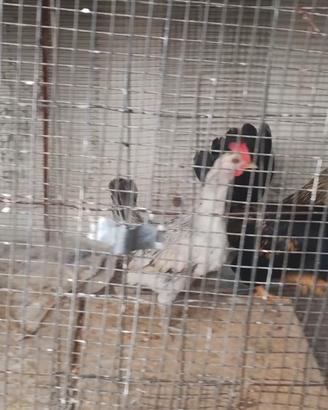 Copie gallinelle nane