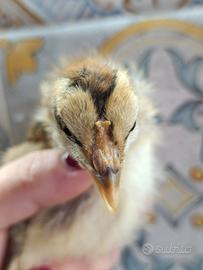 Cornuta di caltanissetta pulcini