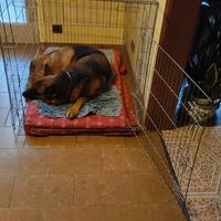 gabbia x cani Kennel