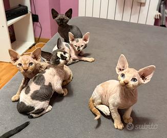 Cuccioli di gatto Sphynx nati l' 8/08/2026