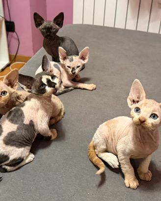 Cuccioli di gatto Sphynx nati l' 8/08/2026