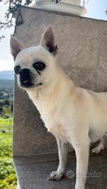 STALLONE Chihuahua