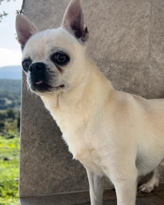 STALLONE Chihuahua