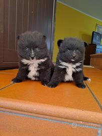 Volpino di Pomerania