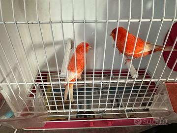 Canarini rossi