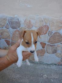 Cuccioli di Jack Russell