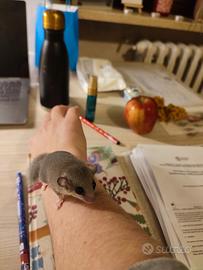 Minighiri africani cuccioli