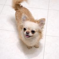 Chihuahua due anni pedegree