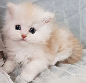 Gattino cucciolo di gatti persiani MASCHIO