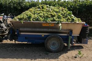 Carrellone uva acciaio inox 