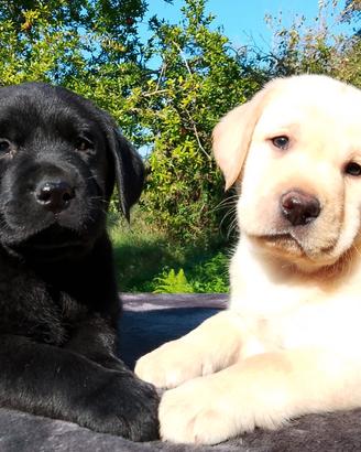 Cuccioli di labrador