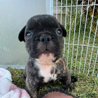 Bulldog francese maschio bringe