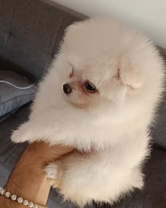 Cuccioli di Pomerania con pedigree ENCI