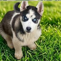 Cuccioli di Siberian Husky