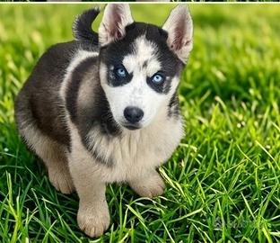 Cuccioli di Siberian Husky