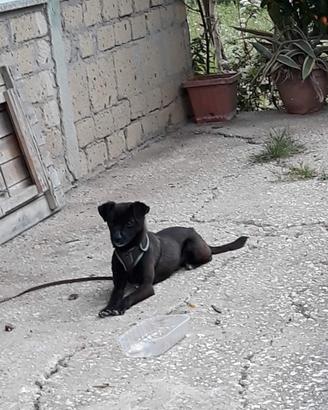 Cagnolino