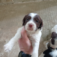 Cuccioli Setter inglese