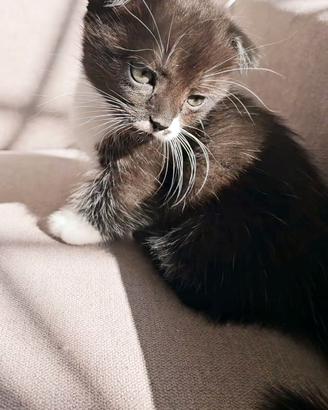 Munchkin zampe corte gatto bassotto