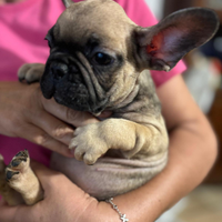 Bulldog francese
