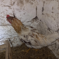 Gallo di 6 mesi per galline ovaiole