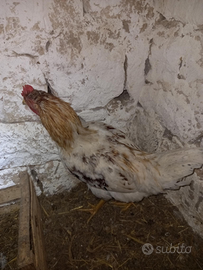 Gallo di 6 mesi per galline ovaiole
