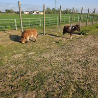 Mini pony