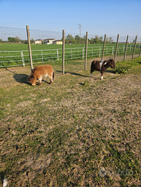 Mini pony