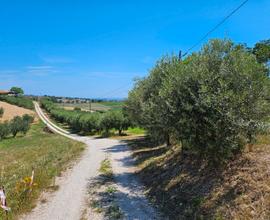 Terreno agricolo e ulivi