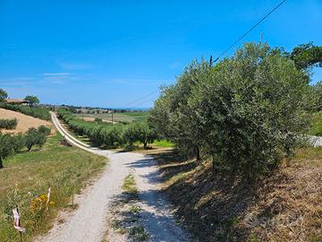 Terreno agricolo e ulivi