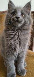 Cucciola di Maine coon