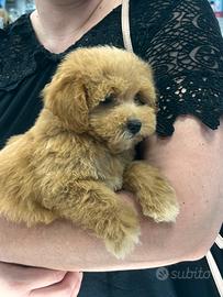 Cuccioli di Maltipoo