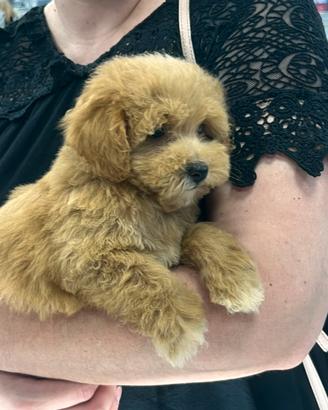Cuccioli di Maltipoo