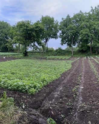 Terreno agricolo